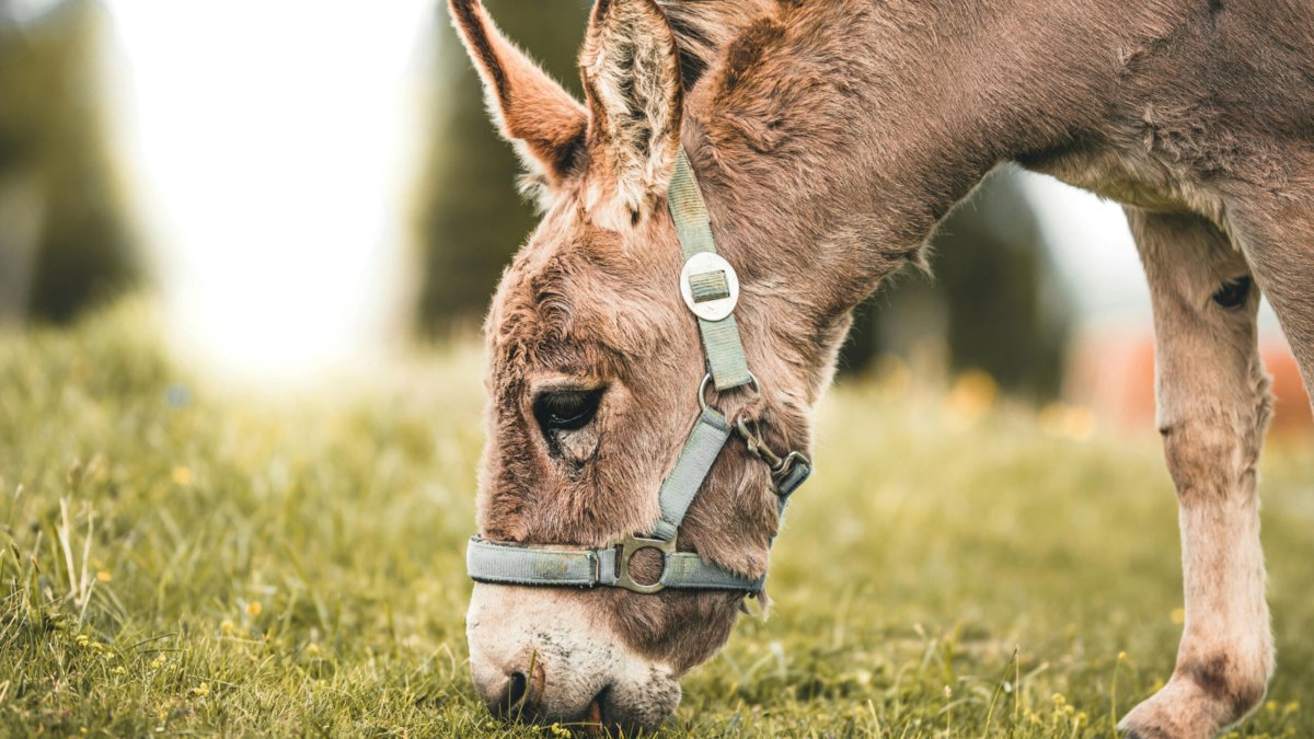 burro-comiendo