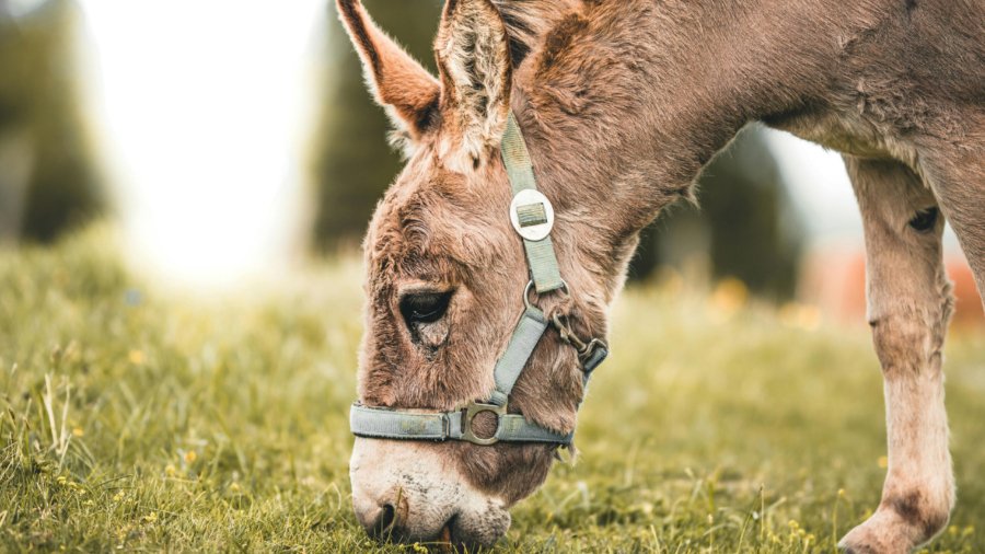 burro-comiendo